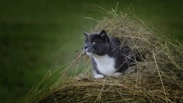 Desktop wallpaper. Cats. ID:130239