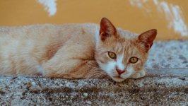 Desktop wallpaper. Cats. ID:130274
