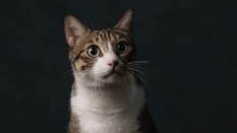 Desktop wallpaper. Cats. ID:130279