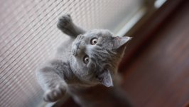 Desktop wallpaper. Cats. ID:130309