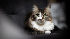 Desktop wallpaper. Cats. ID:130325