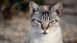 Desktop wallpaper. Cats. ID:130344