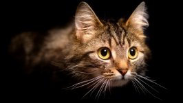 Desktop wallpaper. Cats. ID:130366