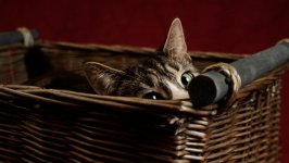Desktop wallpaper. Cats. ID:130368