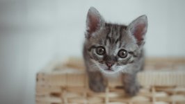 Desktop wallpaper. Cats. ID:130372