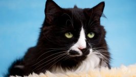 Desktop wallpaper. Cats. ID:130380