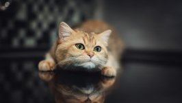 Desktop wallpaper. Cats. ID:132206