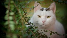 Desktop wallpaper. Cats. ID:130418