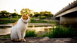 Desktop wallpaper. Cats. ID:130676