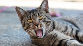 Desktop wallpaper. Cats. ID:130677