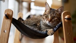 Desktop wallpaper. Cats. ID:130678