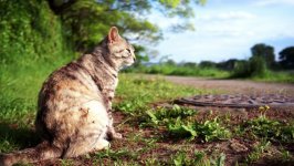 Desktop wallpaper. Cats. ID:130688