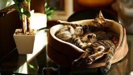 Desktop wallpaper. Cats. ID:130689