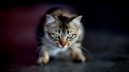Desktop wallpaper. Cats. ID:130707