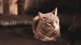 Desktop wallpaper. Cats. ID:130748