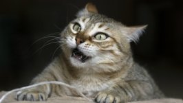 Desktop wallpaper. Cats. ID:130767