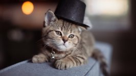 Desktop wallpaper. Cats. ID:130769