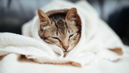 Desktop wallpaper. Cats. ID:130771