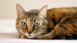 Desktop wallpaper. Cats. ID:130789