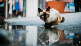 Desktop wallpaper. Cats. ID:130793