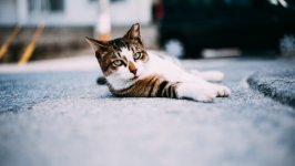 Desktop wallpaper. Cats. ID:130794