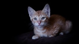 Desktop wallpaper. Cats. ID:132061