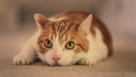 Desktop wallpaper. Cats. ID:130810