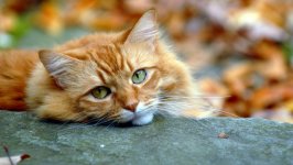 Desktop wallpaper. Cats. ID:130912