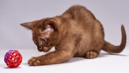 Desktop wallpaper. Cats. ID:130931