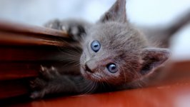Desktop wallpaper. Cats. ID:130943