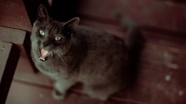 Desktop wallpaper. Cats. ID:130944