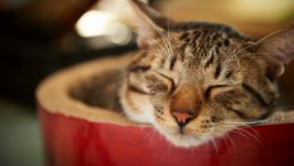 Desktop wallpaper. Cats. ID:130989