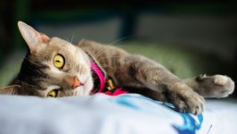 Desktop wallpaper. Cats. ID:131004