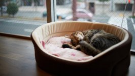 Desktop wallpaper. Cats. ID:131005