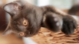 Desktop wallpaper. Cats. ID:131007