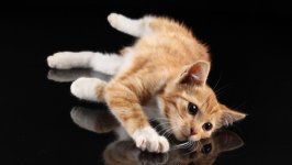 Desktop wallpaper. Cats. ID:131011
