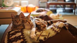 Desktop wallpaper. Cats. ID:131038