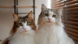 Desktop wallpaper. Cats. ID:131057