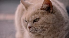 Desktop wallpaper. Cats. ID:131072