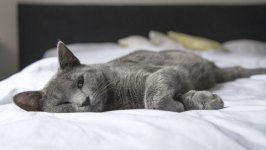 Desktop wallpaper. Cats. ID:131112
