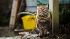 Desktop wallpaper. Cats. ID:131126
