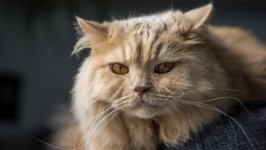 Desktop wallpaper. Cats. ID:131143