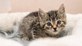 Desktop wallpaper. Cats. ID:131223