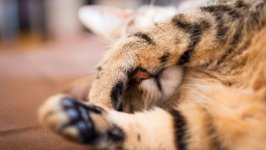 Desktop wallpaper. Cats. ID:131255