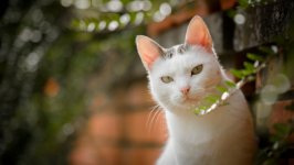 Desktop wallpaper. Cats. ID:131256