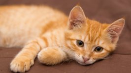 Desktop wallpaper. Cats. ID:131265