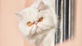 Desktop wallpaper. Cats. ID:131269