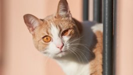 Desktop wallpaper. Cats. ID:131270