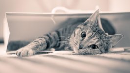 Desktop wallpaper. Cats. ID:131467