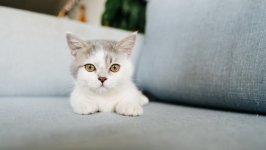 Desktop wallpaper. Cats. ID:131482